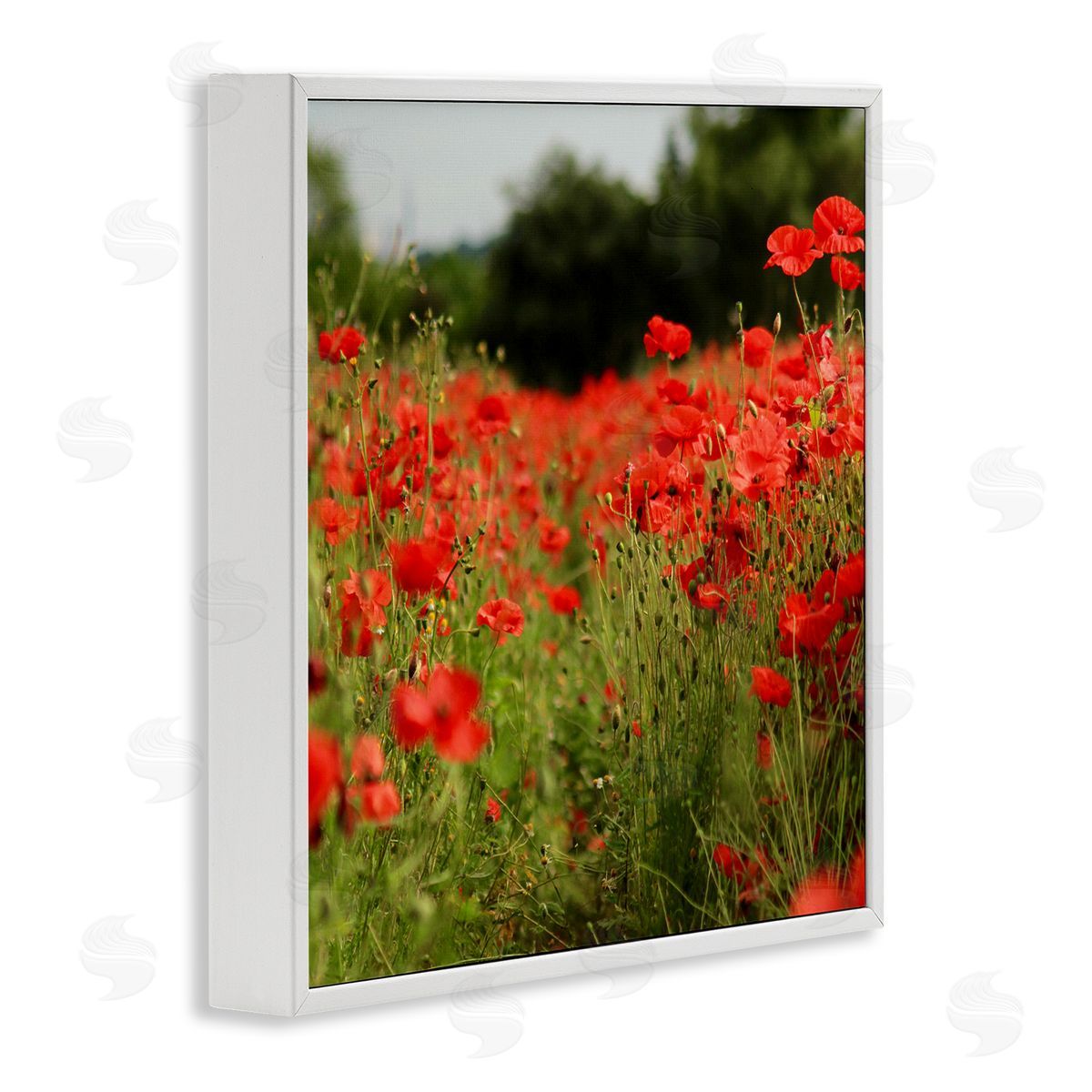 Dan Meneely Brilliant Red Poppy Meadow Scenic Flower Blooms White Framed Glicee Wall Art Print