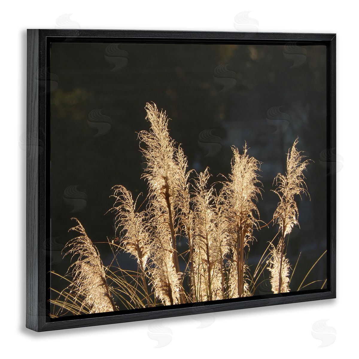 Gail Peck Moonlit Pampas Grass Rural Reeds Plant Botanicals  Black Floating Frame Canvas Wall Art Print