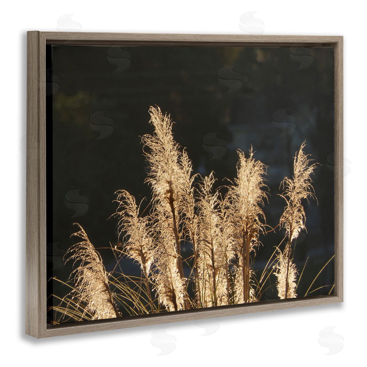Gail Peck Moonlit Pampas Grass Rural Reeds Plant Botanicals  Brown Floating Frame Canvas Wall Art Print