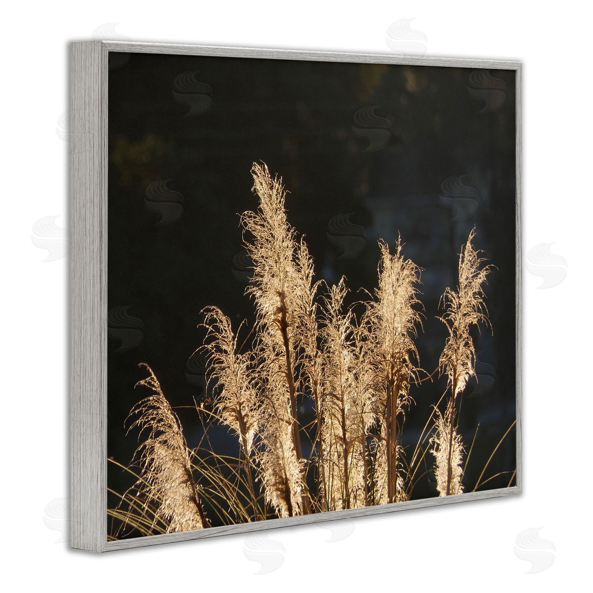 Gail Peck Moonlit Pampas Grass Rural Reeds Plant Botanicals  Gray Framed Giclee Wall Art Print