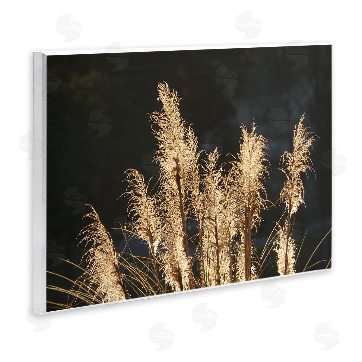 Gail Peck Moonlit Pampas Grass Rural Reeds Plant Botanicals  Wall Plaque Art Print