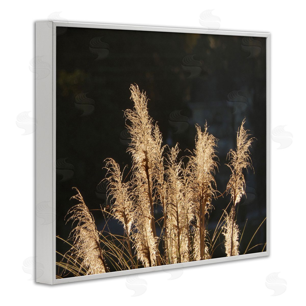 Gail Peck Moonlit Pampas Grass Rural Reeds Plant Botanicals  White Framed Giclee Wall Art Print