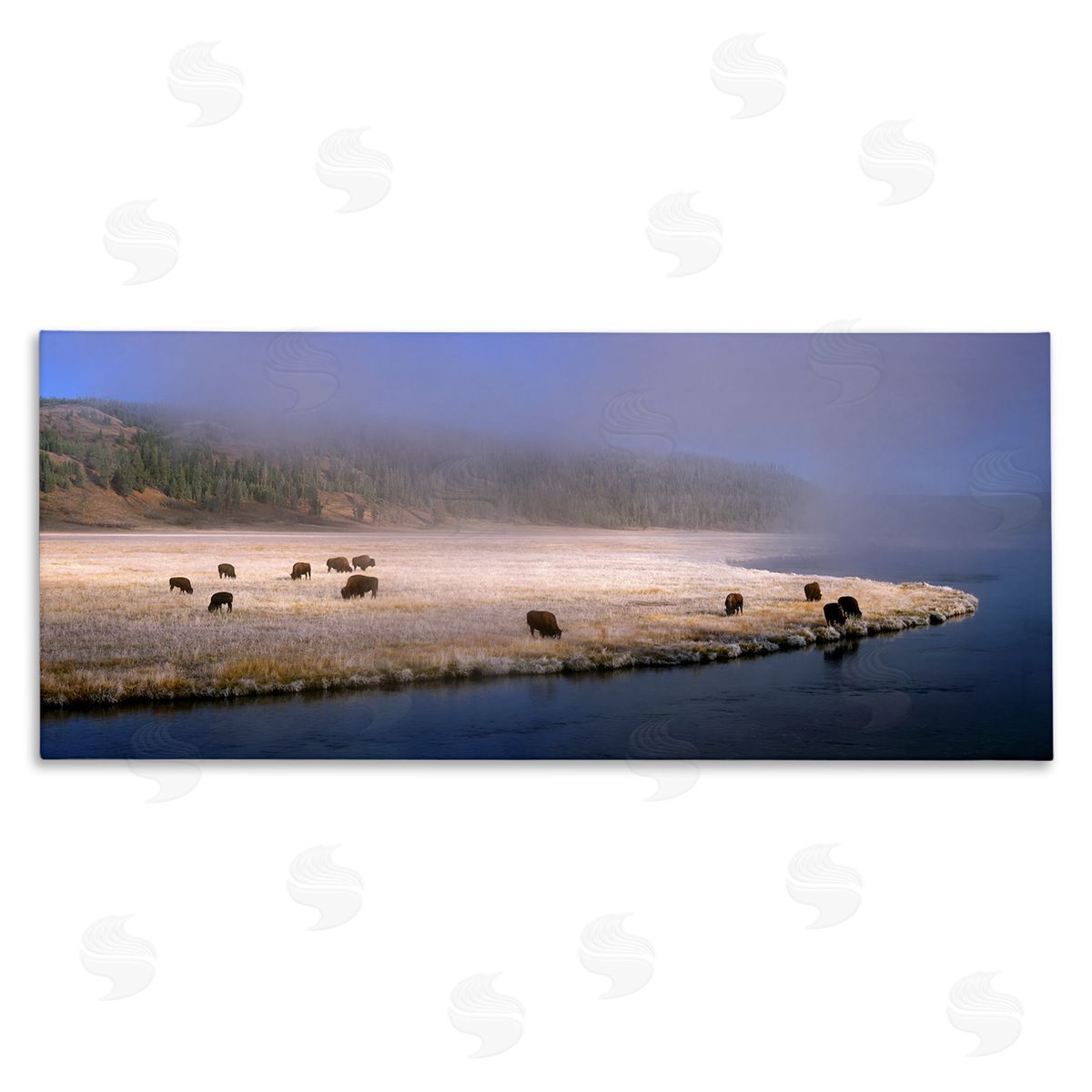 Jim Becia Bison Animals Grazing Rural River Nature Photography
