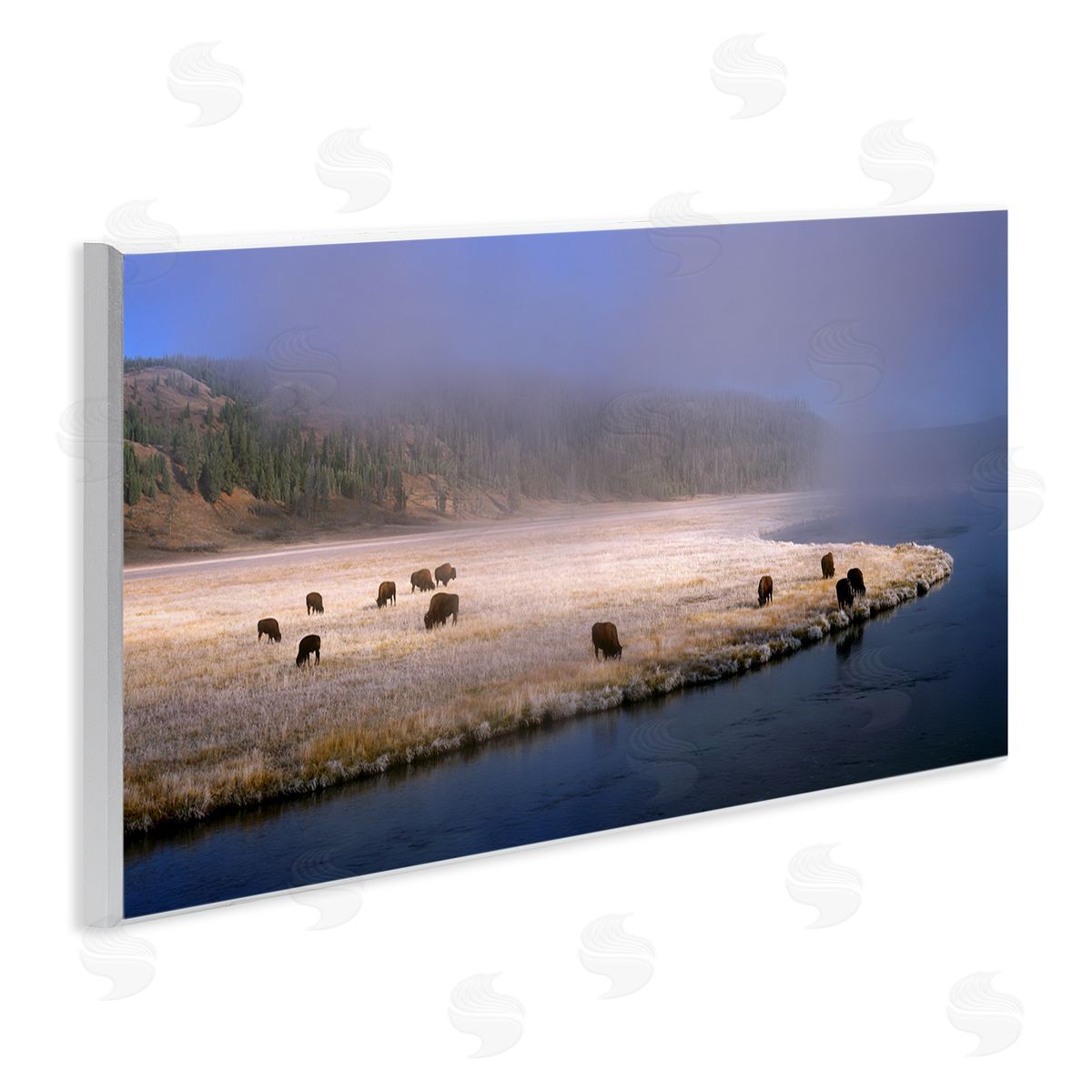 Jim Becia Bison Animals Grazing Rural River Nature Photography