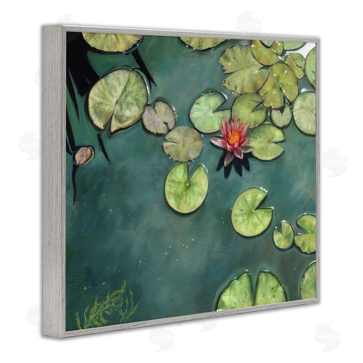 David Stribbling Pond Lily Lotus Blossom Floating Peaceful Botanicals Gray Framed Giclee Wall Art Print