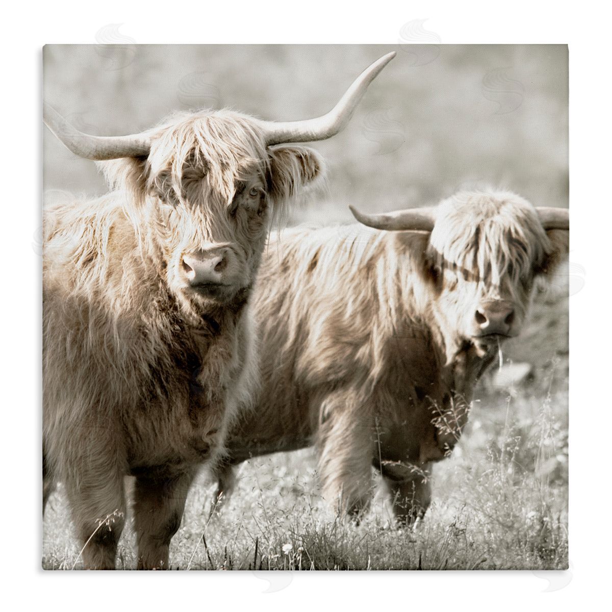 Danita Delimont Highland Cattle Pair Grazing Stretched Canvas Wall Art Print