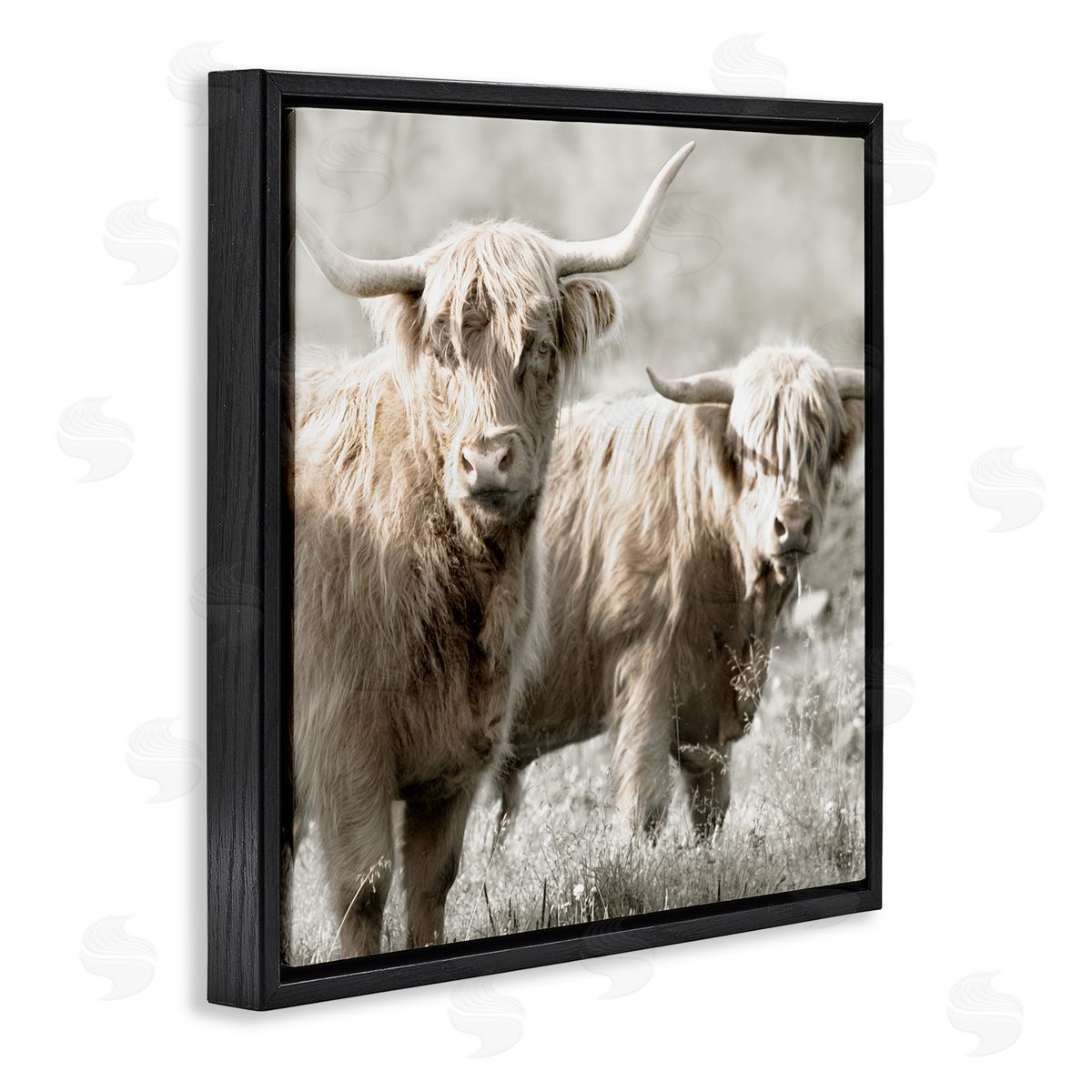 Danita Delimont Highland Cattle Pair Grazing Black Floating Frame Canvas Wall Art Print
