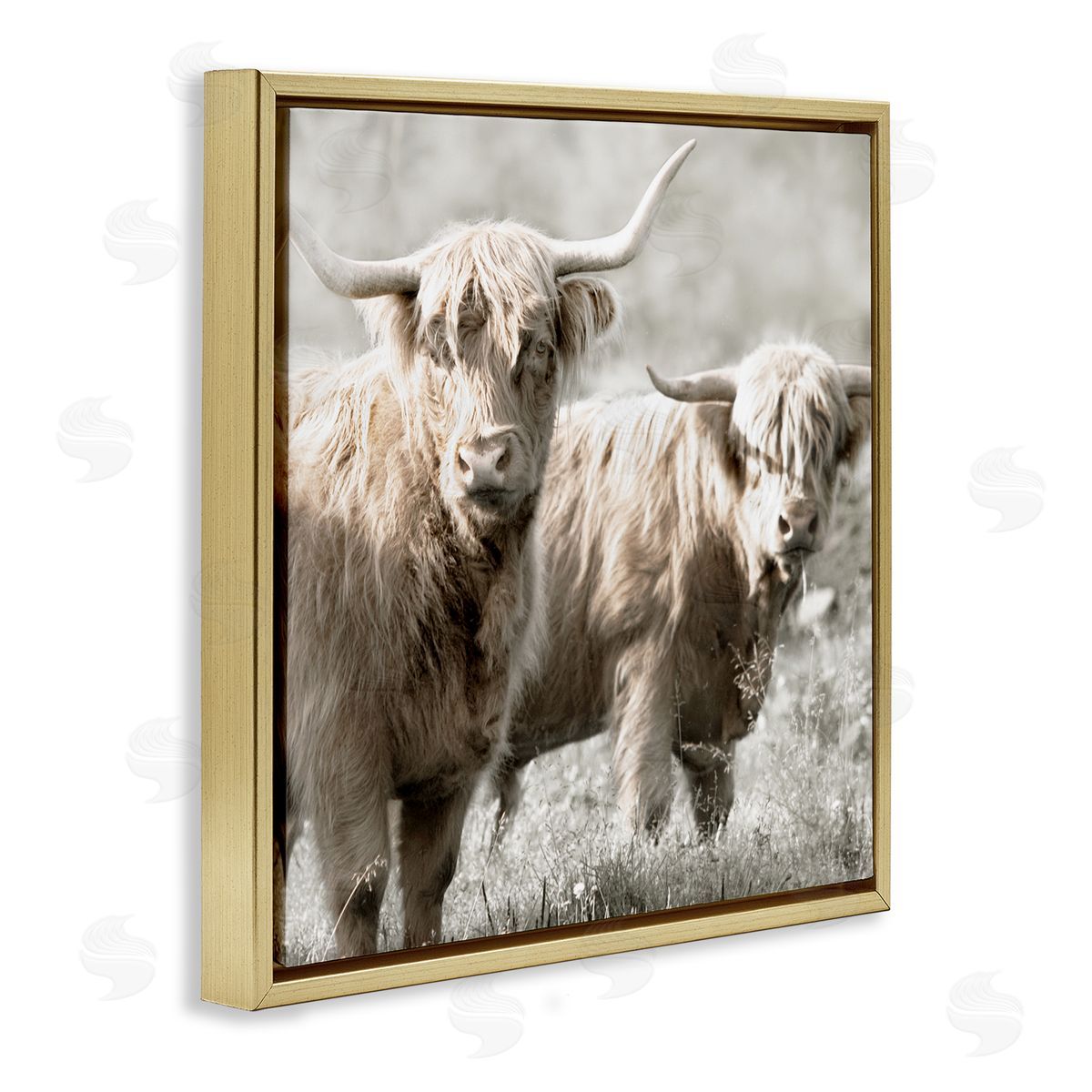 Danita Delimont Highland Cattle Pair Grazing Gold Floating Frame Canvas Wall Art Print