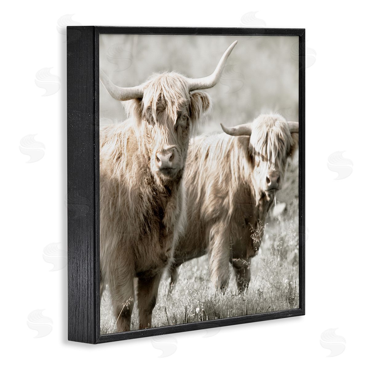 Danita Delimont Highland Cattle Pair Grazing Black Framed Glicee Wall Art Print