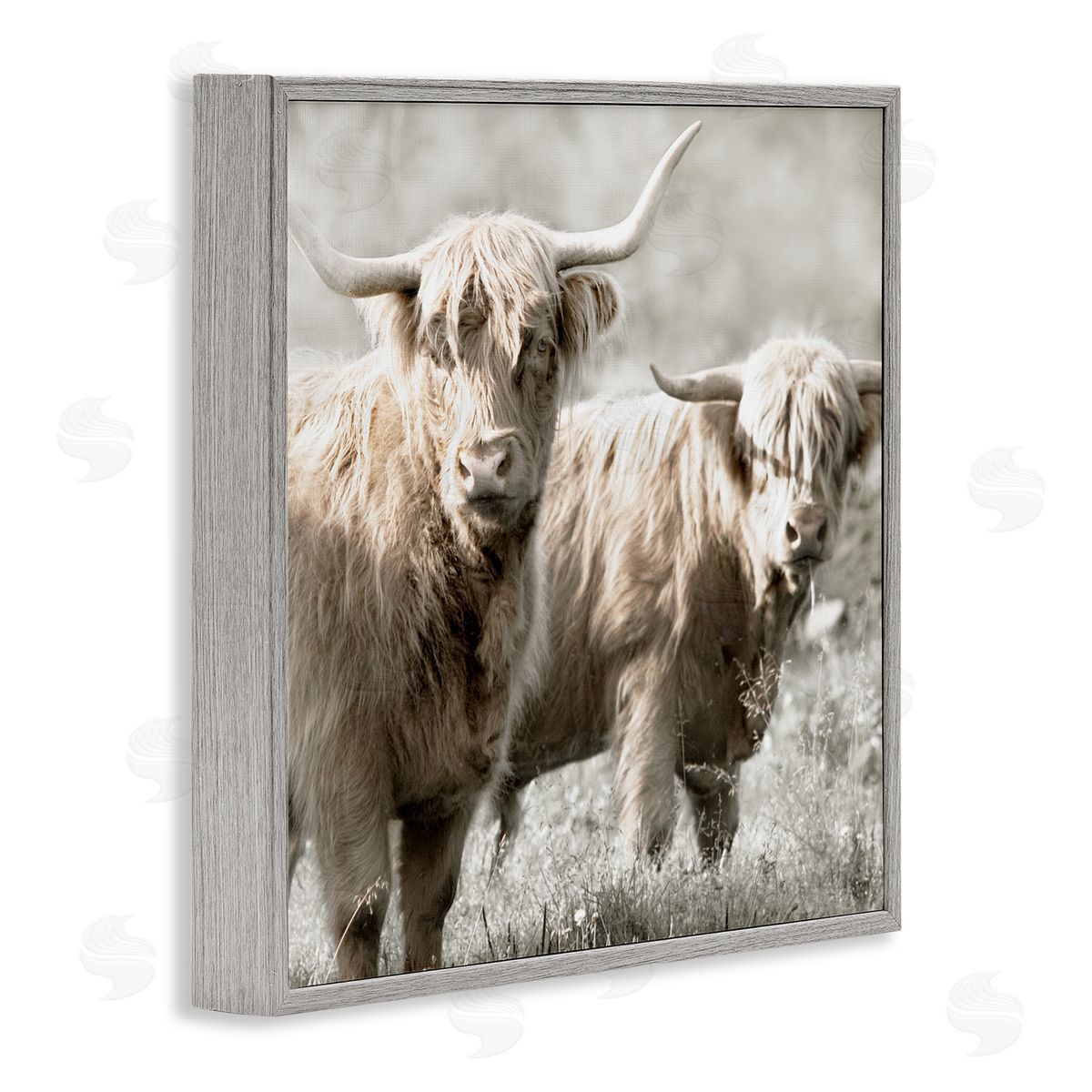 Danita Delimont Highland Cattle Pair Grazing Gray Framed Glicee Wall Art Print
