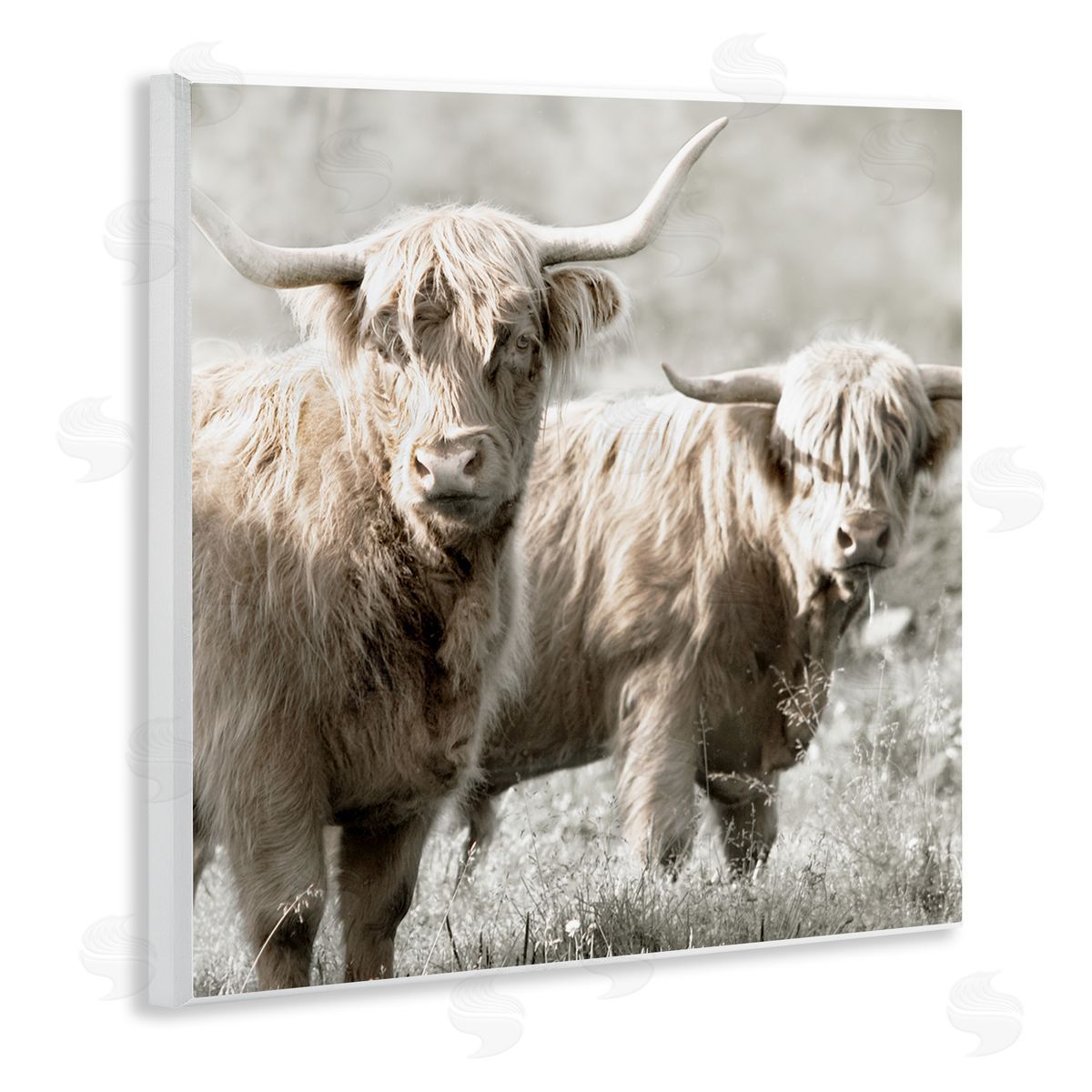 Danita Delimont Highland Cattle Pair Grazing Wooden Wall Plaque Art Print