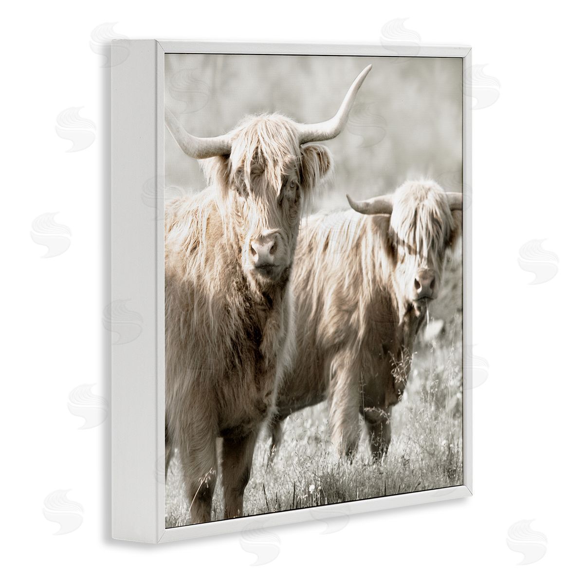 Danita Delimont Highland Cattle Pair Grazing White Framed Glicee Wall Art Print