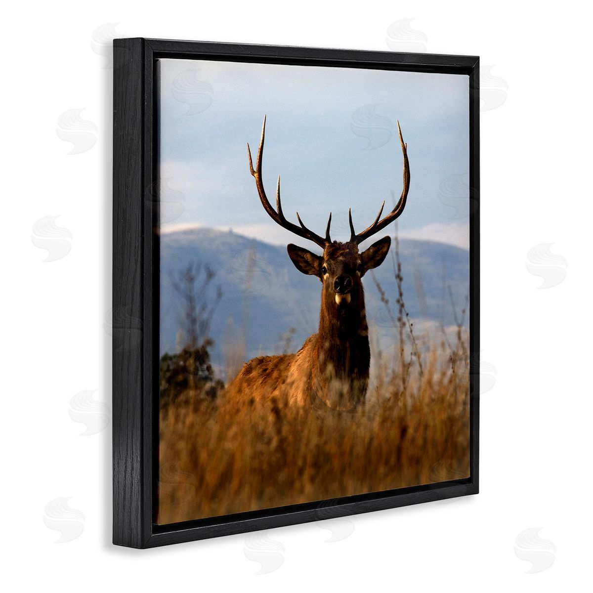 Danita Delimont Buck in Tall Grass Landscape Black Floating Frame Canvas Wall Art Print