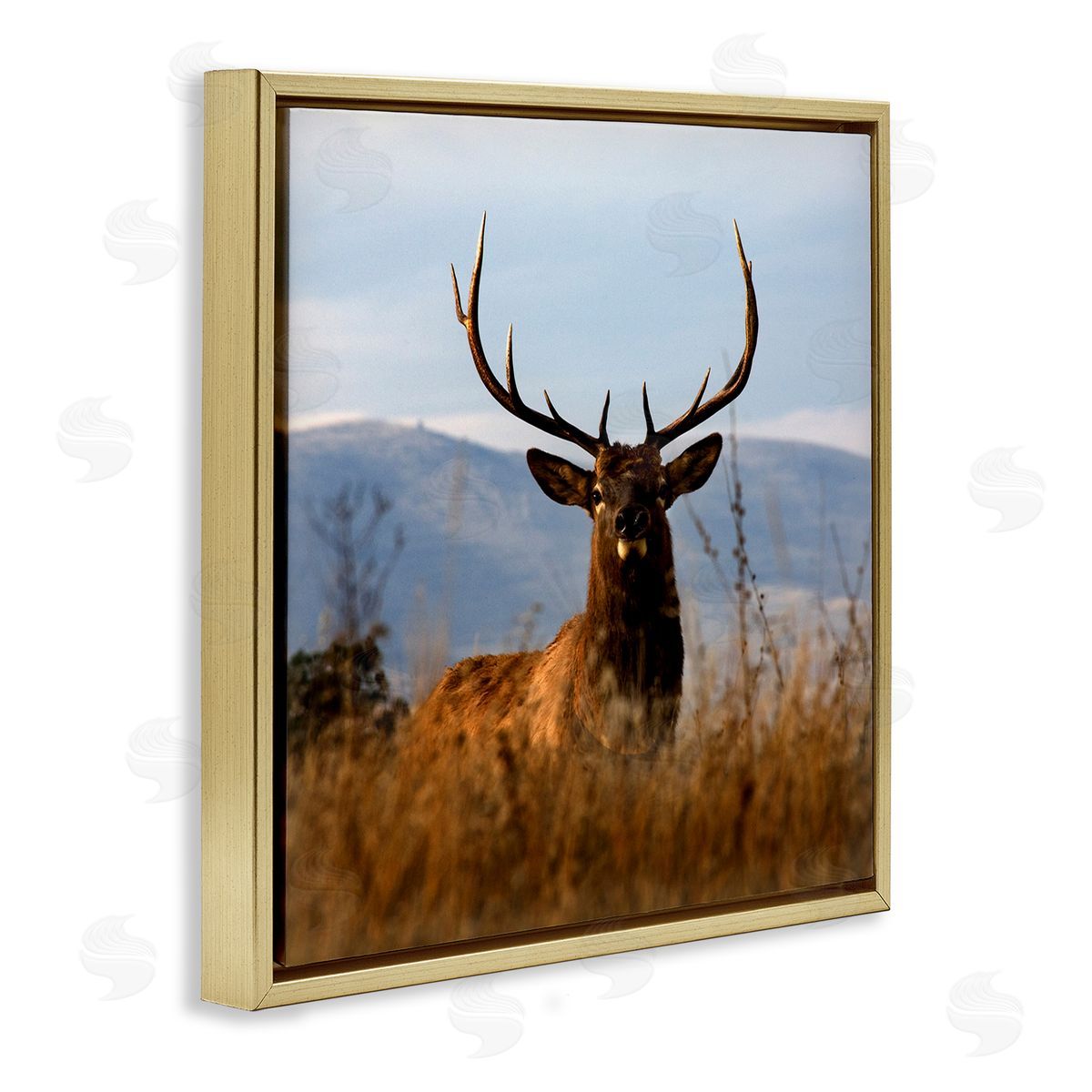 Danita Delimont Buck in Tall Grass Landscape Gold Floating Frame Canvas Wall Art Print