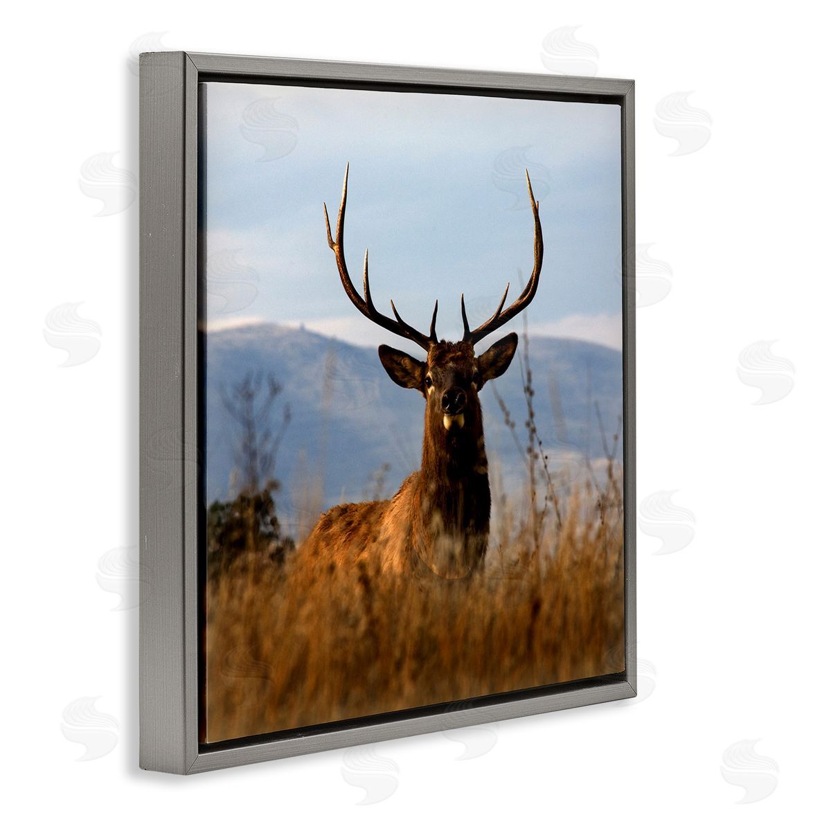 Danita Delimont Buck in Tall Grass Landscape Gray Floating Frame Canvas Wall Art Print