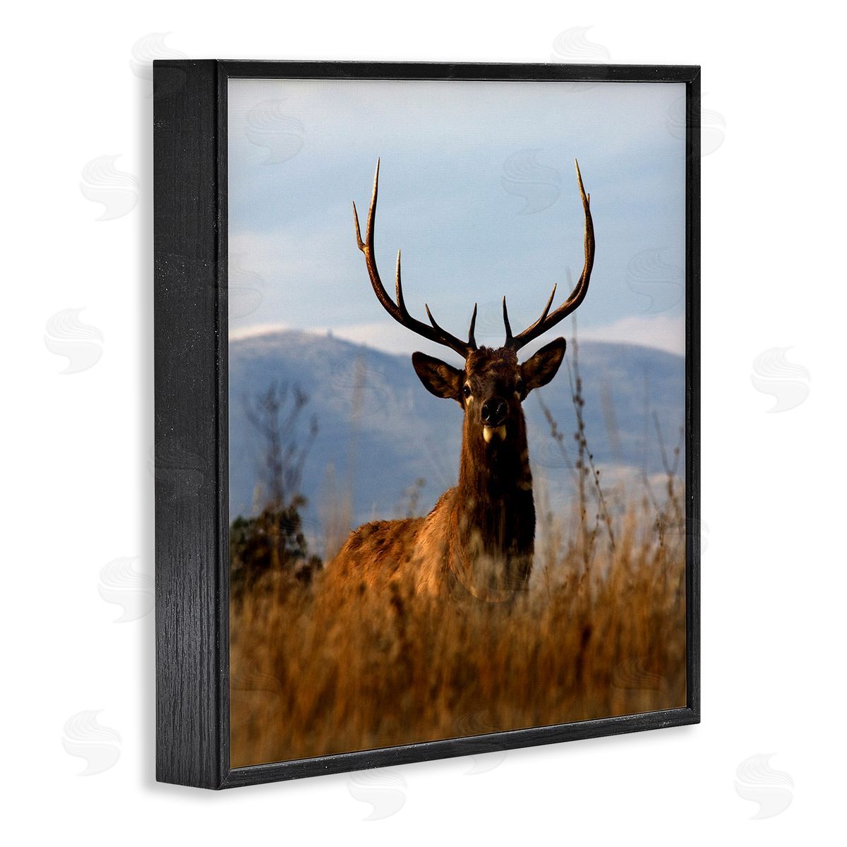 Danita Delimont Buck in Tall Grass Landscape Black Framed Glicee Wall Art Print