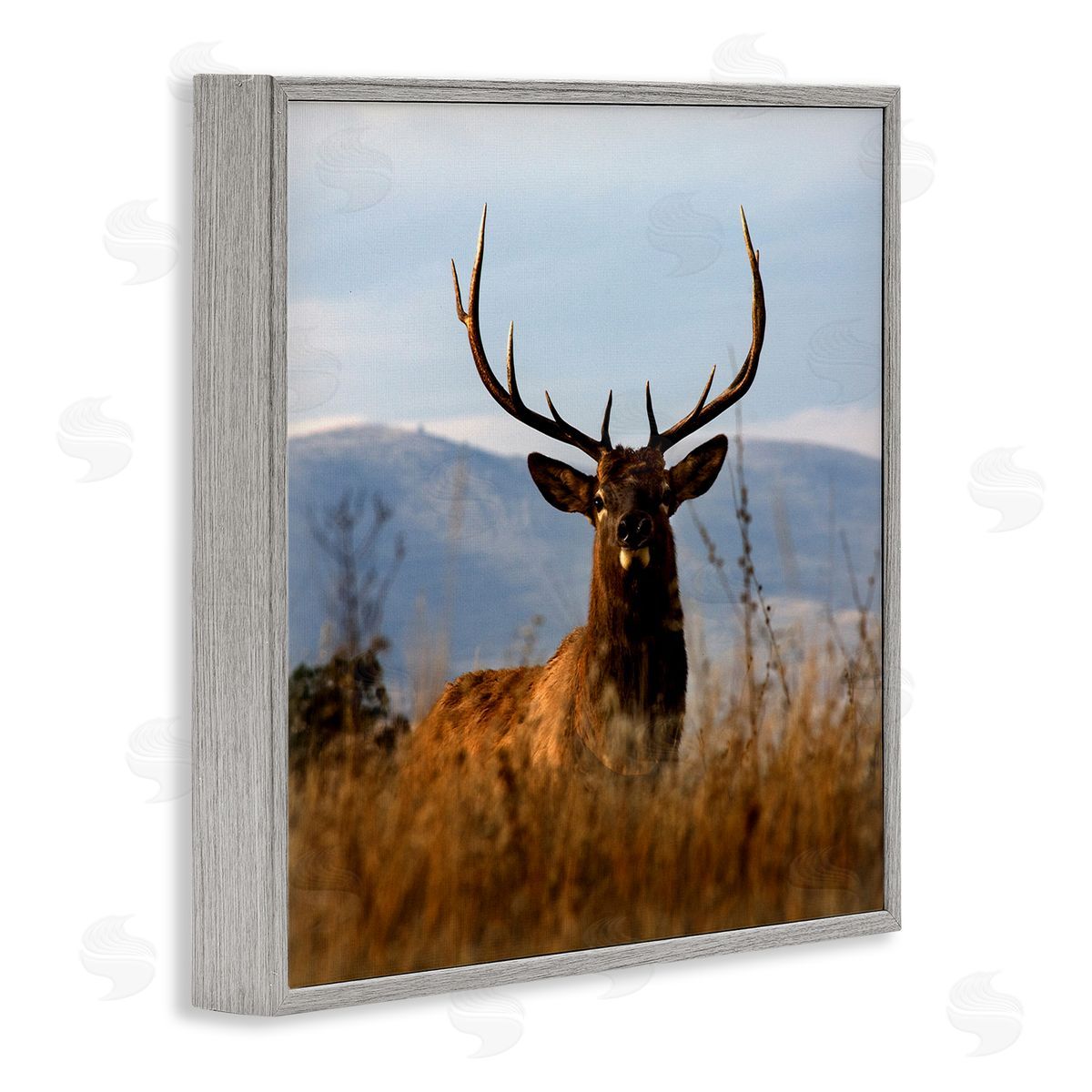 Danita Delimont Buck in Tall Grass Landscape Gray Framed Glicee Wall Art Print