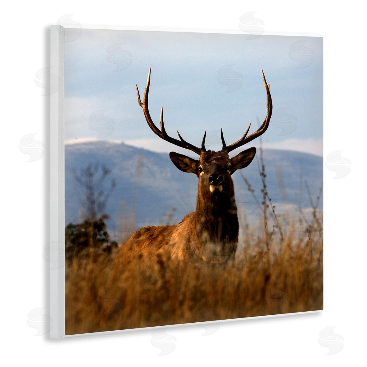 Danita Delimont Buck in Tall Grass Landscape Wooden Wall Plaque Art Print