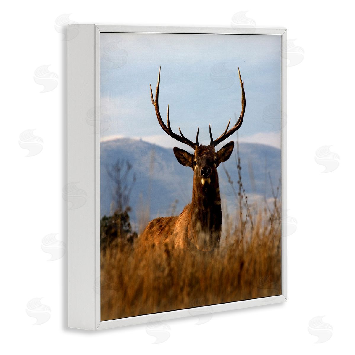 Danita Delimont Buck in Tall Grass Landscape White Framed Glicee Wall Art Print