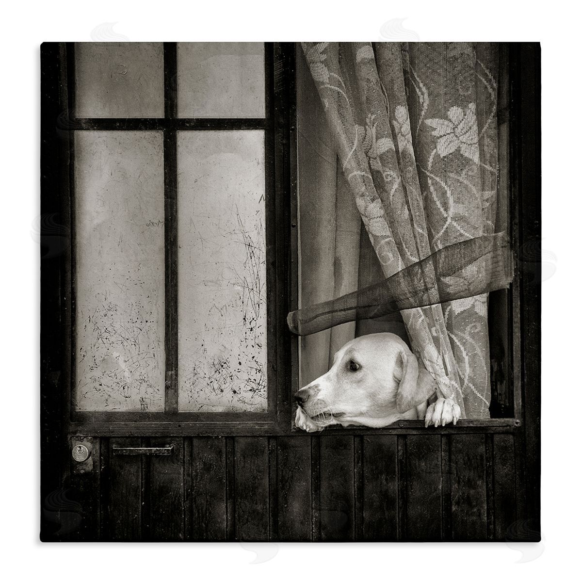 David Lorenz Labrador Dog Farmhouse Barn Door  Stretched Canvas Wall Art Print