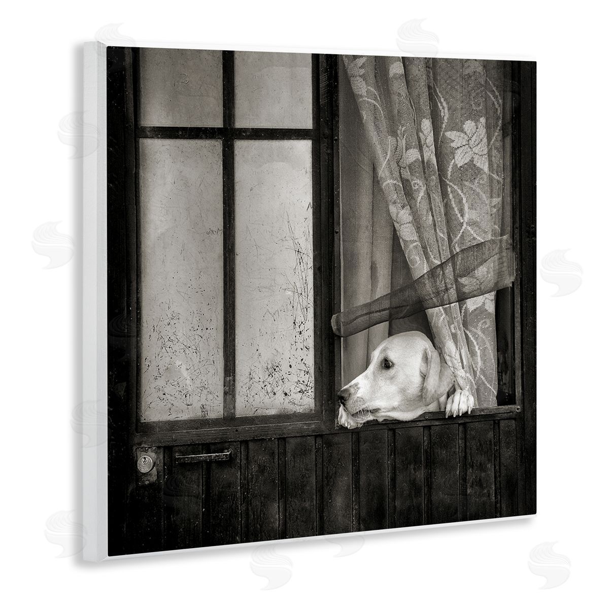 David Lorenz Labrador Dog Farmhouse Barn Door  Wooden Wall Plaque Art Print