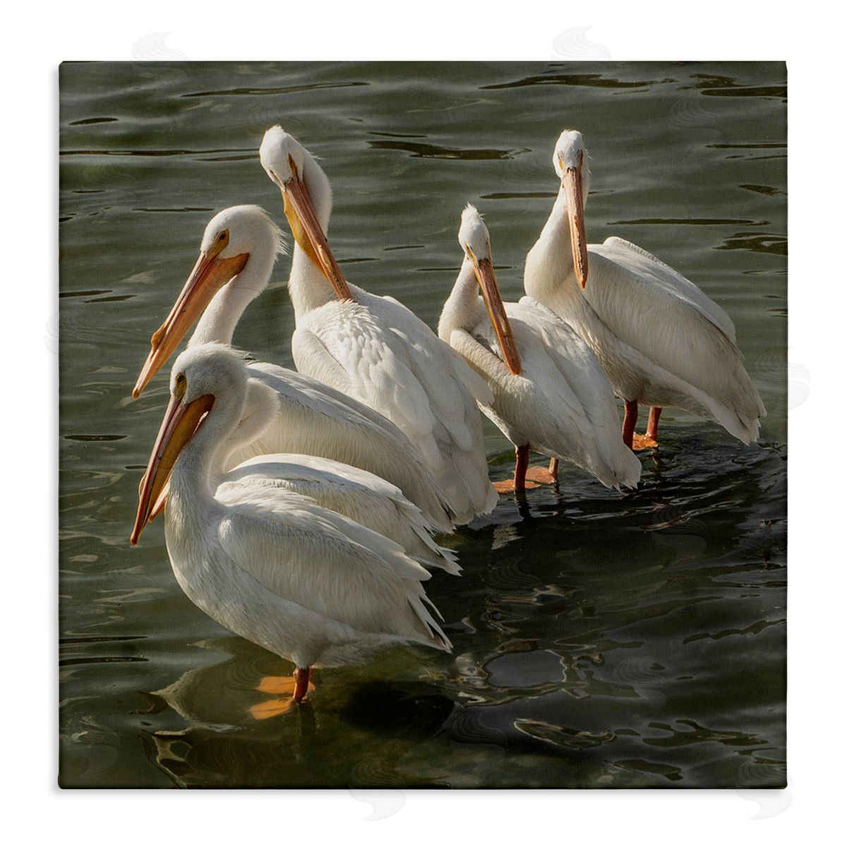 David Lorenz Pelican Birds Standing Shallow Water  Stretched Canvas Wall Art Print