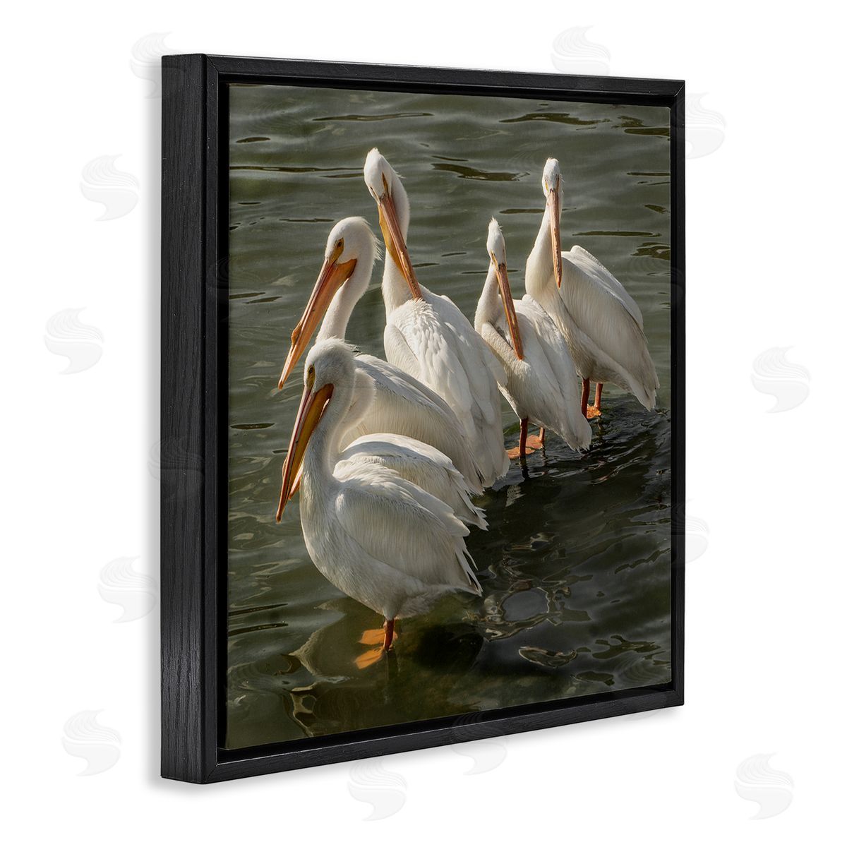 David Lorenz Pelican Birds Standing Shallow Water  Black Floating Frame Canvas Wall Art Print
