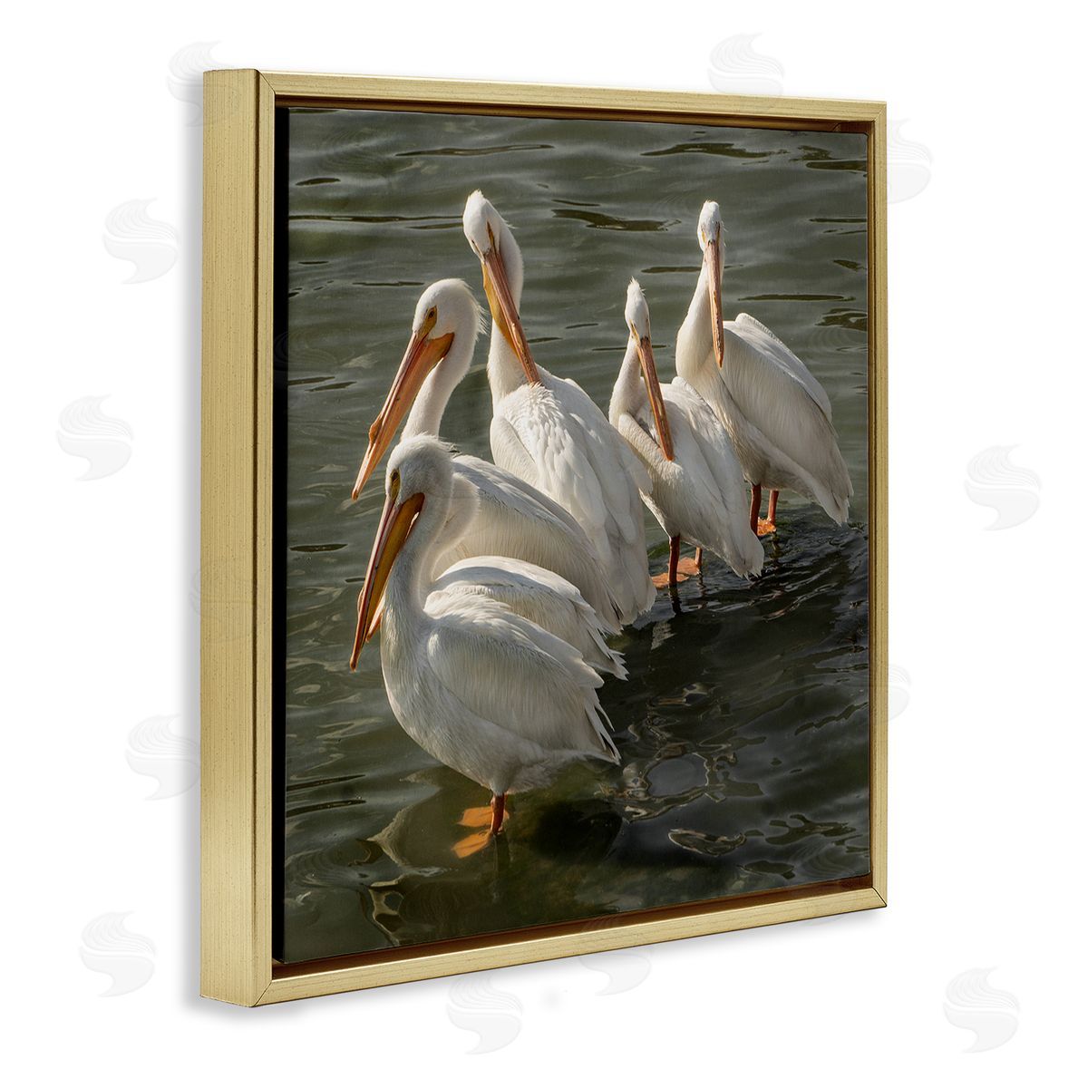 David Lorenz Pelican Birds Standing Shallow Water  Gold Floating Frame Canvas Wall Art Print