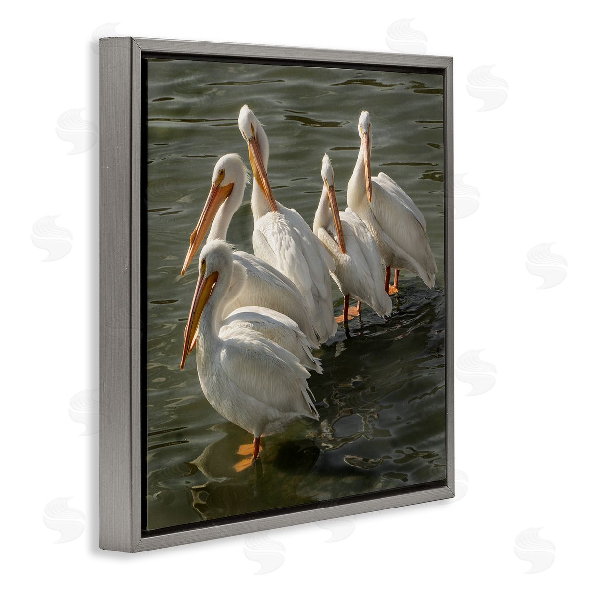 David Lorenz Pelican Birds Standing Shallow Water  Gray Floating Frame Canvas Wall Art Print