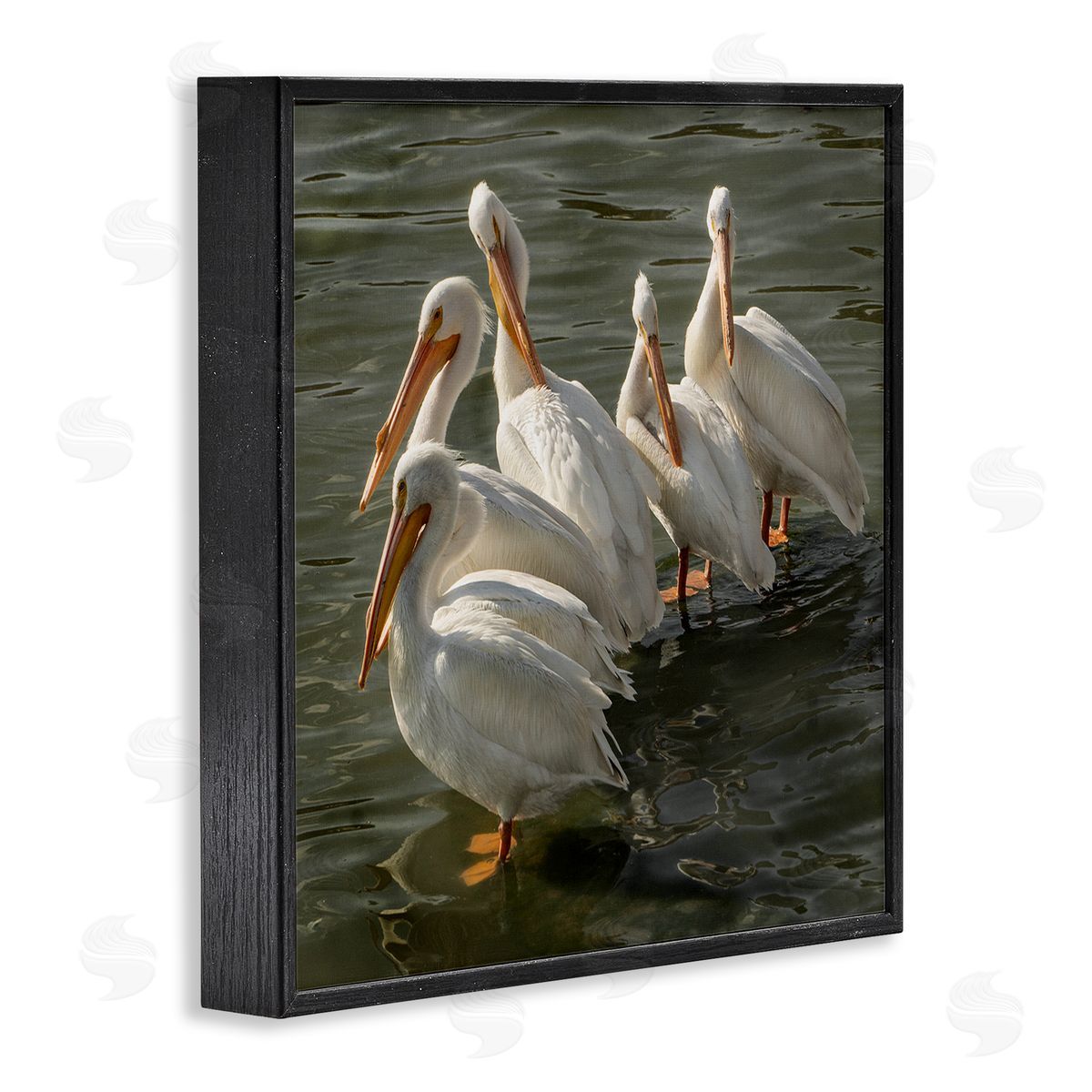 David Lorenz Pelican Birds Standing Shallow Water  Black Framed Glicee Wall Art Print