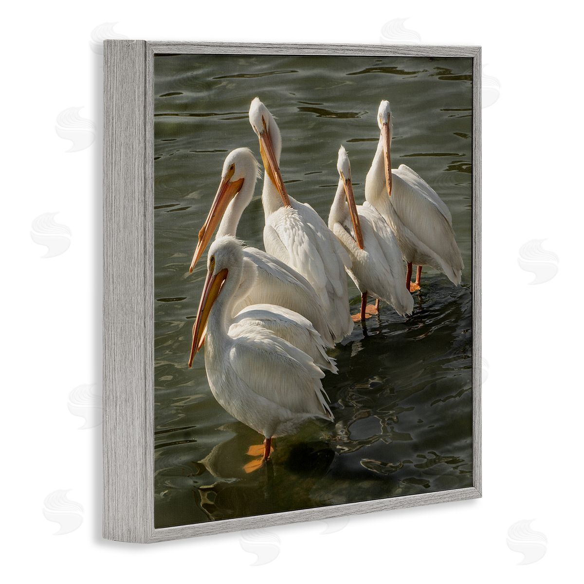 David Lorenz Pelican Birds Standing Shallow Water  Gray Framed Glicee Wall Art Print