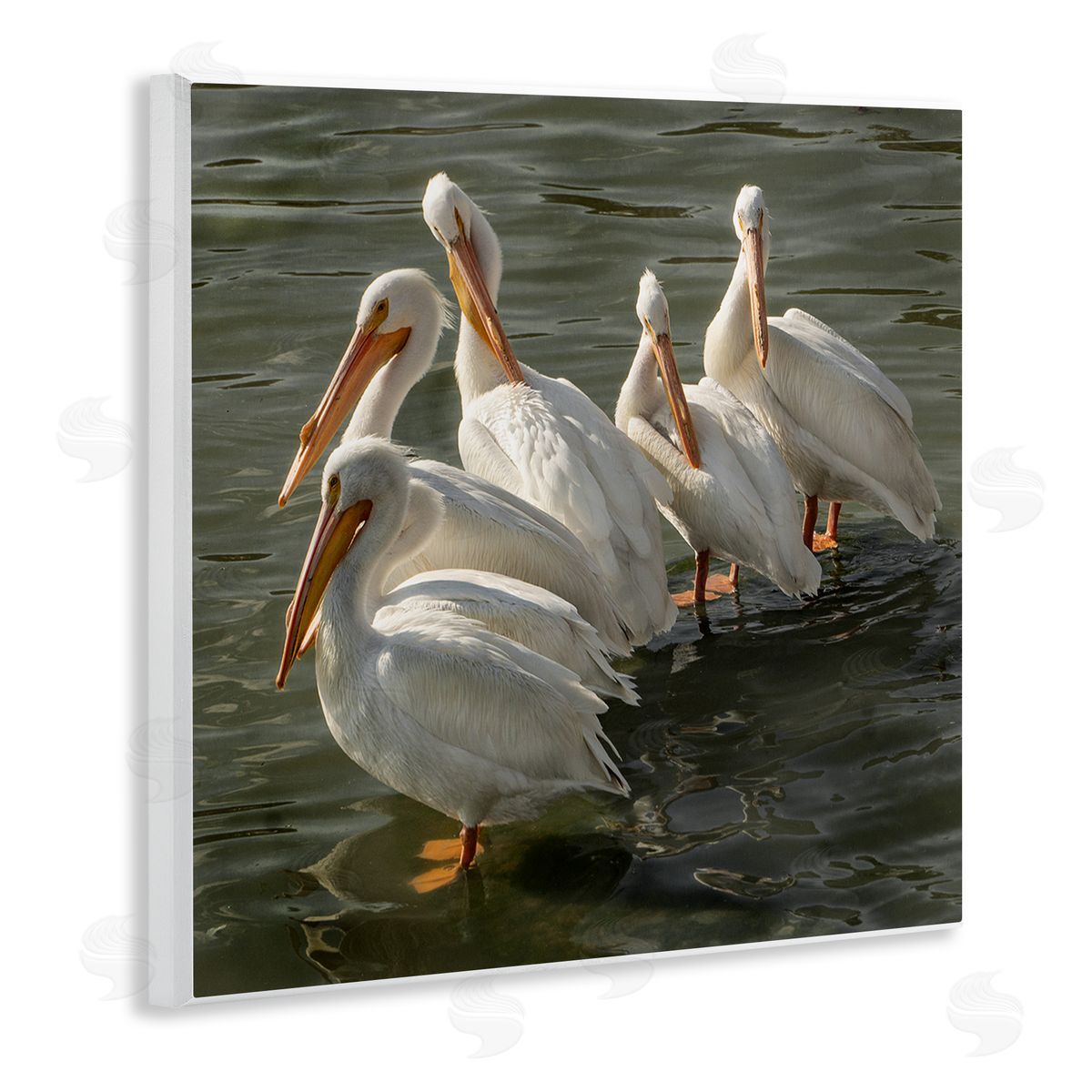 David Lorenz Pelican Birds Standing Shallow Water  Wooden Wall Plaque Art Print