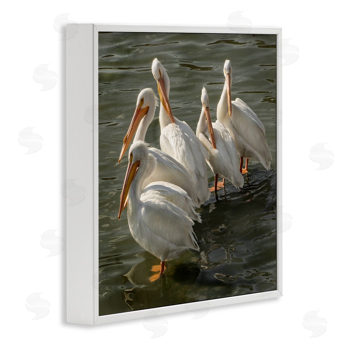 David Lorenz Pelican Birds Standing Shallow Water  White Framed Glicee Wall Art Print