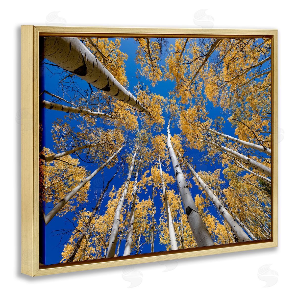 Andy Crawford Photography Looming Woodland Foliage Trees