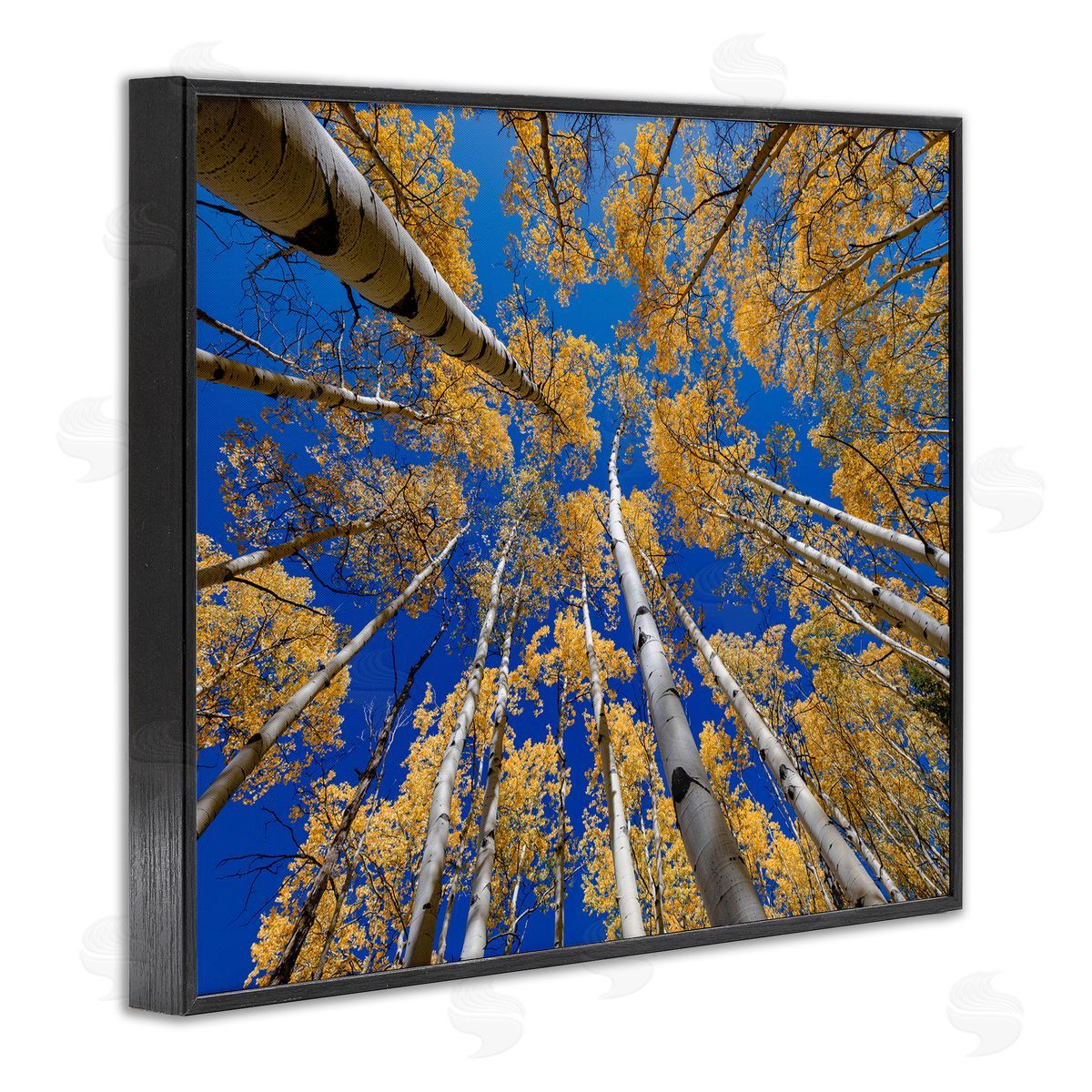 Andy Crawford Photography Looming Woodland Foliage Trees