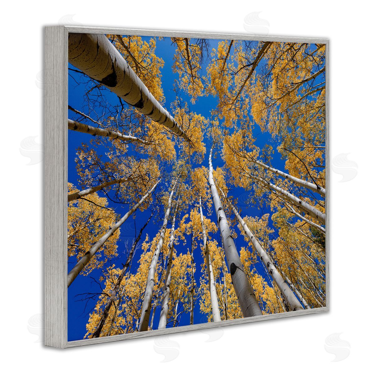 Andy Crawford Photography Looming Woodland Foliage Trees