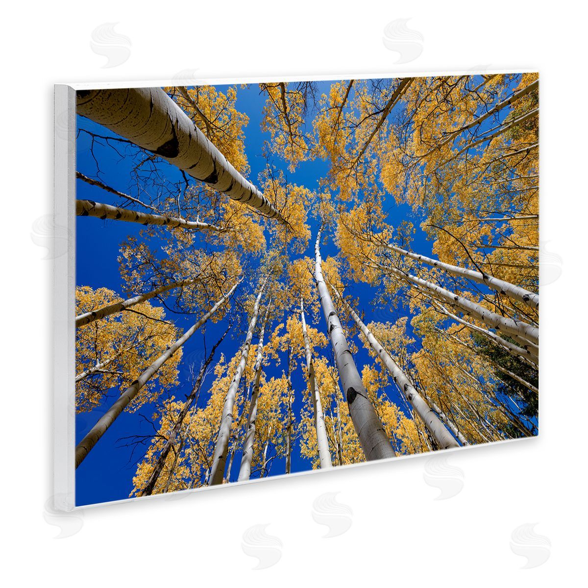 Andy Crawford Photography Looming Woodland Foliage Trees