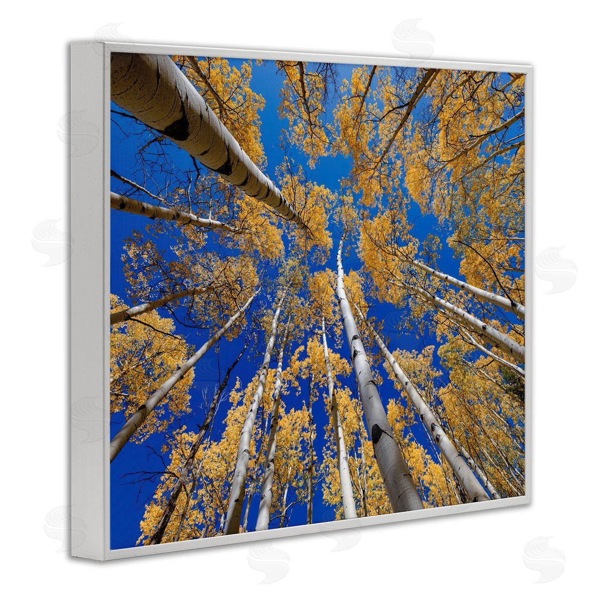 Andy Crawford Photography Looming Woodland Foliage Trees