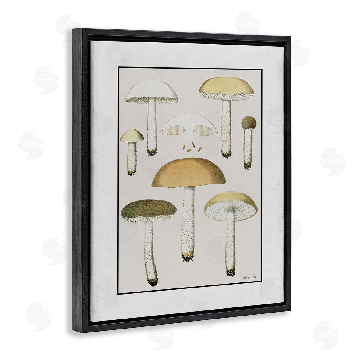 Stellar Design Studio Various Mushrooms Forest Plant