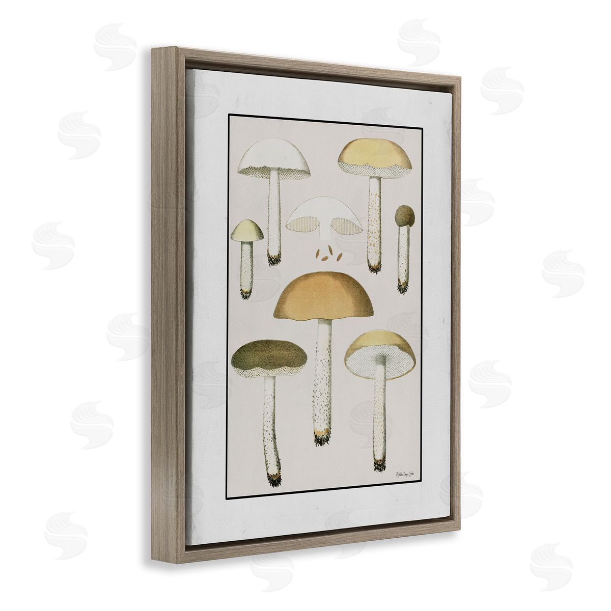 Stellar Design Studio Various Mushrooms Forest Plant