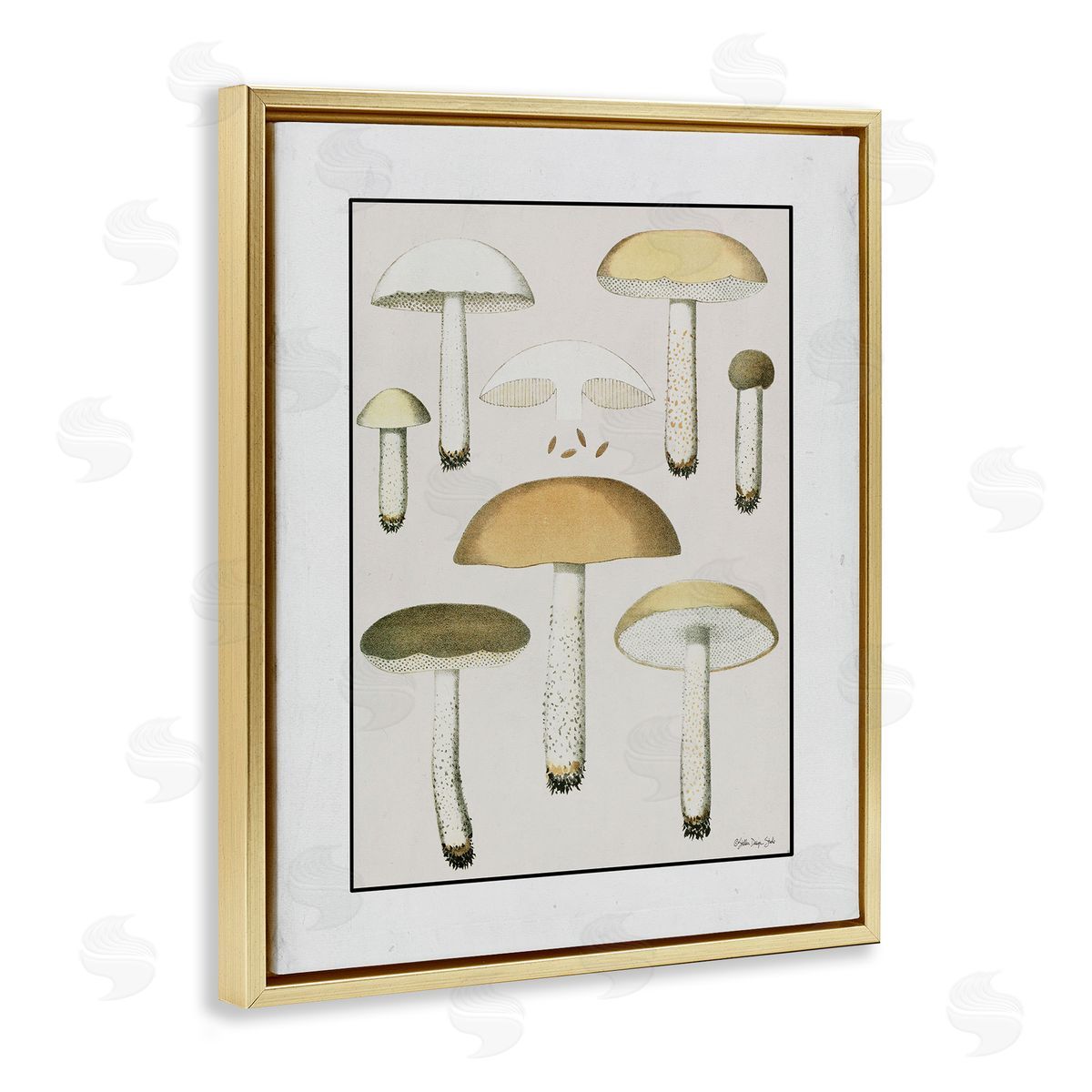 Stellar Design Studio Various Mushrooms Forest Plant