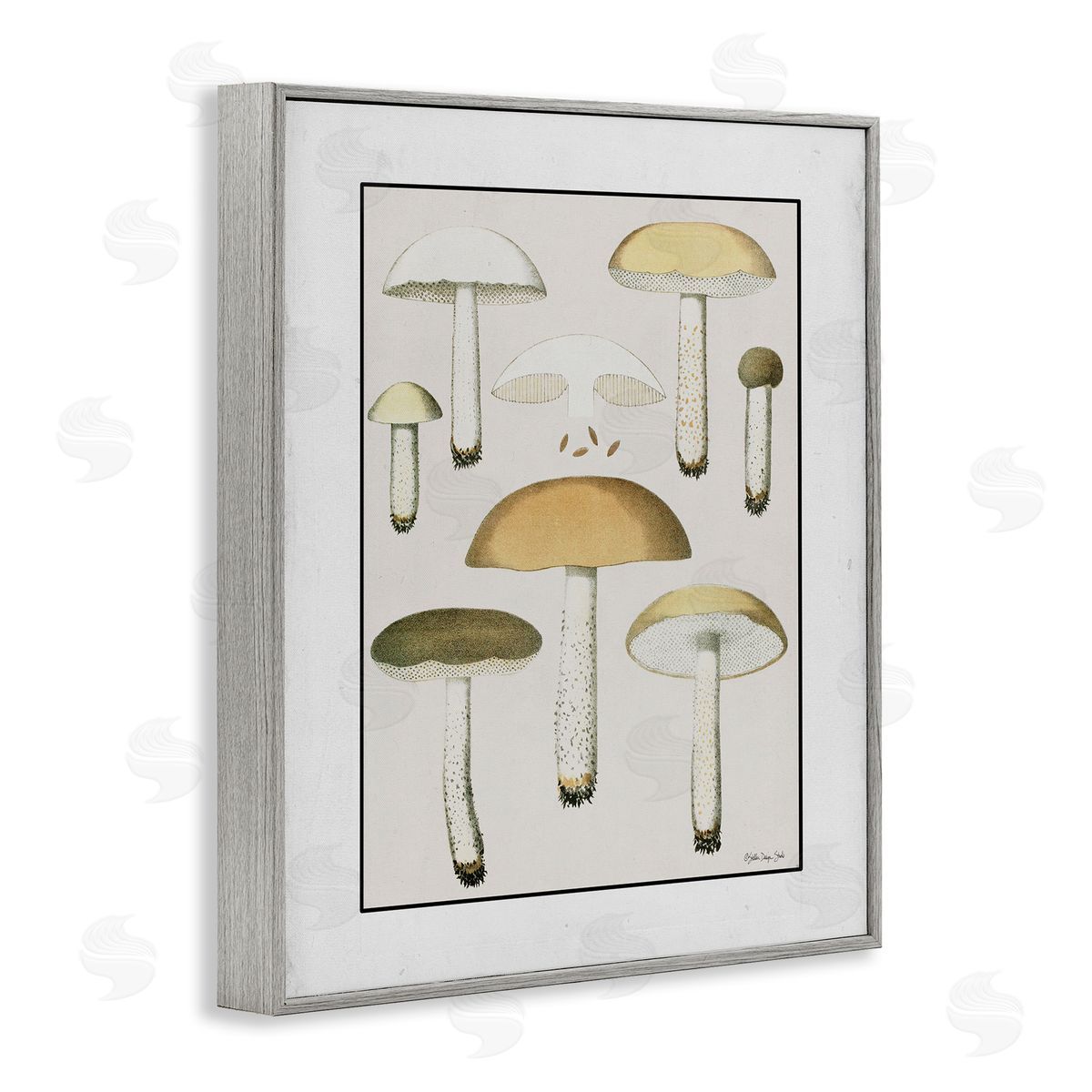 Stellar Design Studio Various Mushrooms Forest Plant