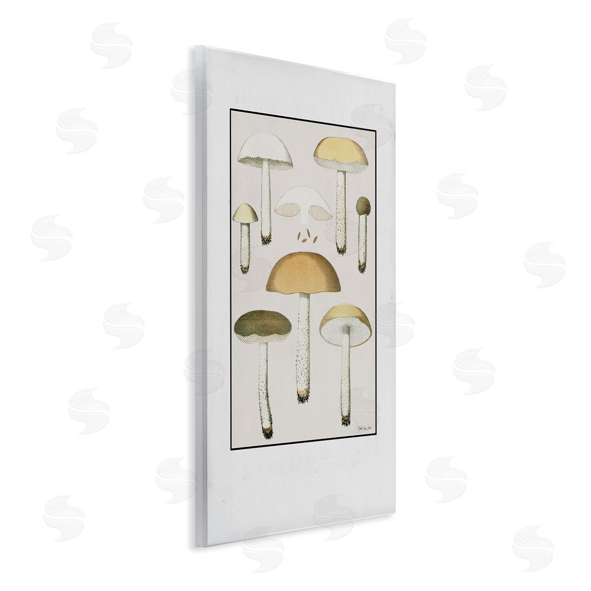 Stellar Design Studio Various Mushrooms Forest Plant