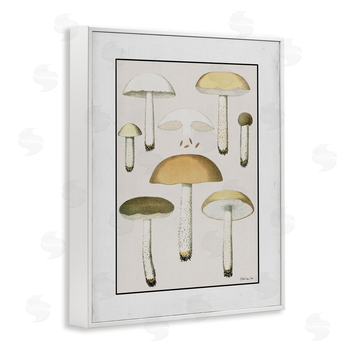 Stellar Design Studio Various Mushrooms Forest Plant