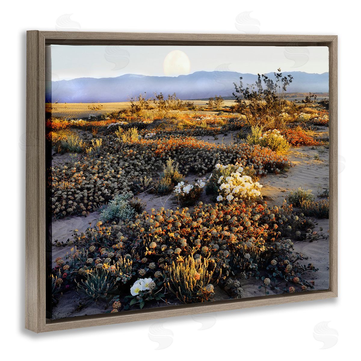 Danita Delimont Mountain View Desert Vegetation