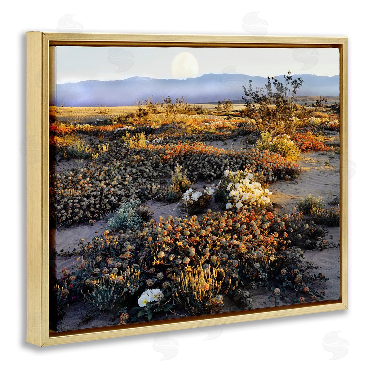 Danita Delimont Mountain View Desert Vegetation