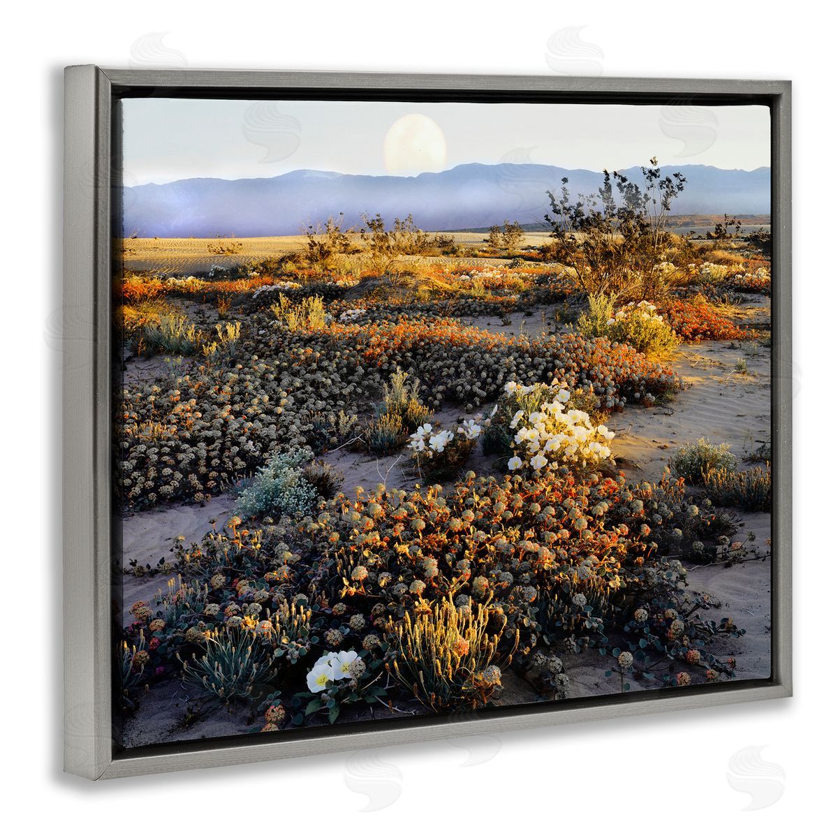 Danita Delimont Mountain View Desert Vegetation