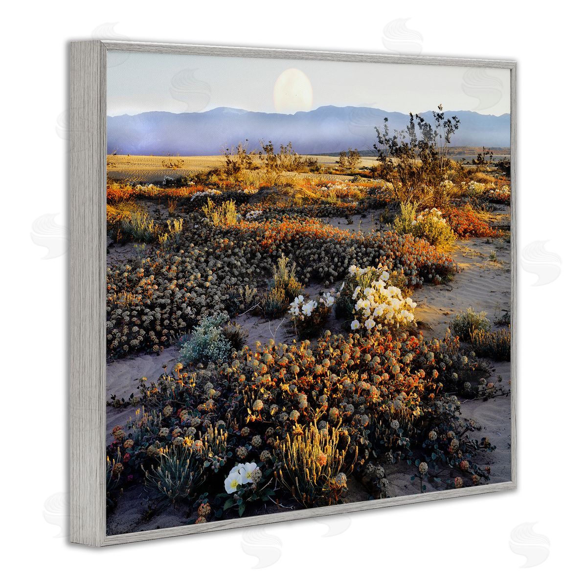 Danita Delimont Mountain View Desert Vegetation