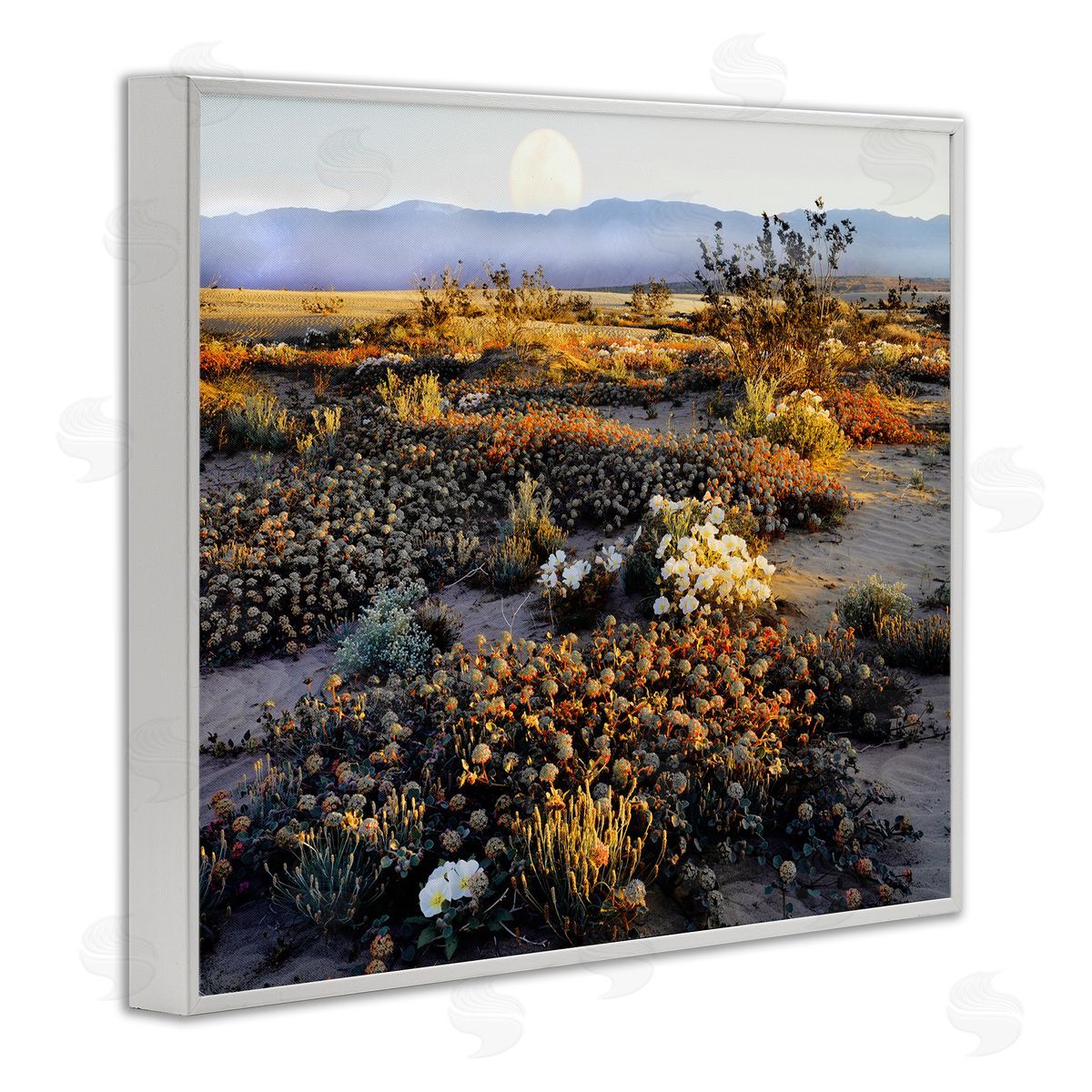 Danita Delimont Mountain View Desert Vegetation