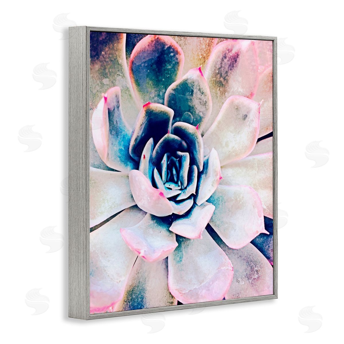 Irena Orlov Modern Succulent Plant View